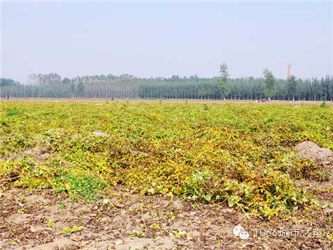 一望無際的山藥基地。據說，一季山藥后，土地需要五年才能恢復。
