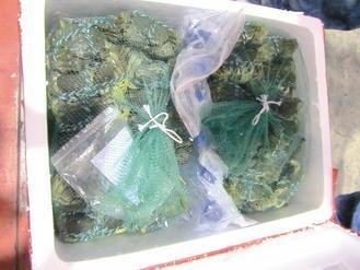  大陸進口大閘蟹被檢出禁用的動物用藥，已全數(shù)銷毀。 圖片來源：臺灣《聯(lián)合報》