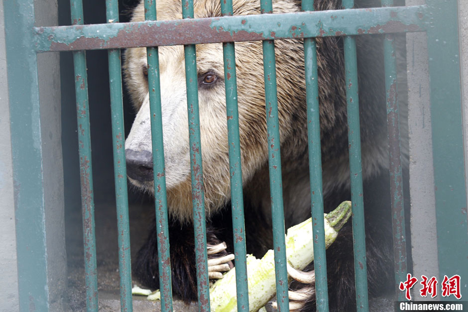 6月19日，河南鄭州，新密市動物園咬死飼養員的肇事棕熊被暫押在鄭州動物園內，該熊“臥室”周圍被三重鋼