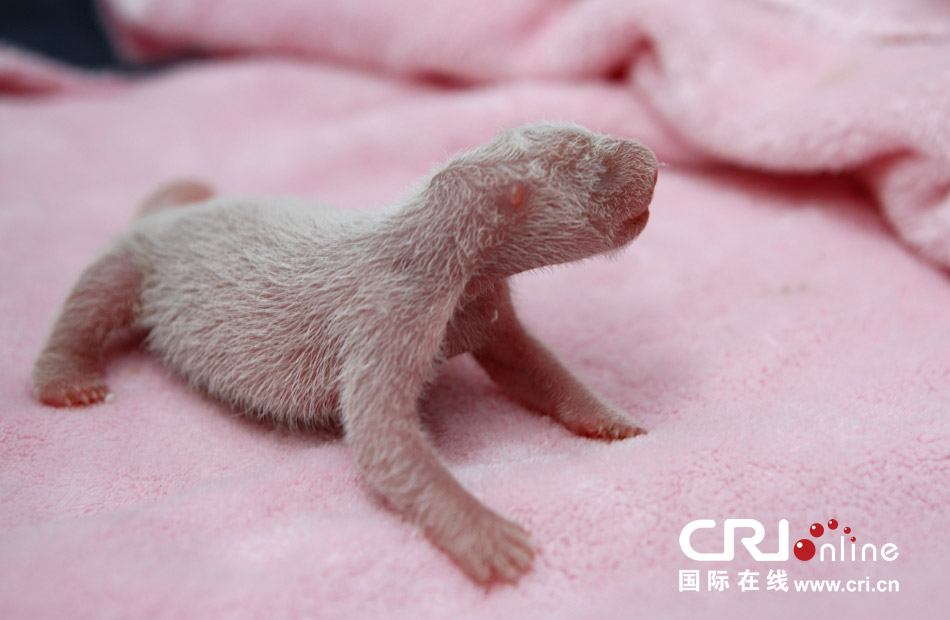 2013年7月11日，成都大熊貓繁育研究基地月亮產(chǎn)房，新生大熊貓寶寶在育嬰箱里憨態(tài)可掬。