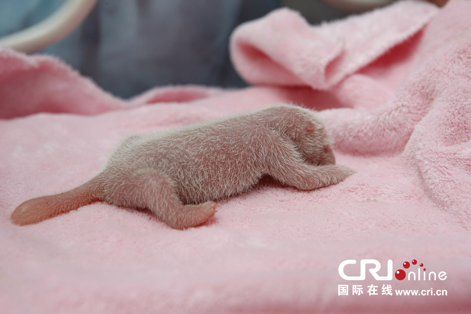 2013年7月11日，成都大熊貓繁育研究基地月亮產(chǎn)房，新生大熊貓寶寶在育嬰箱里憨態(tài)可掬。