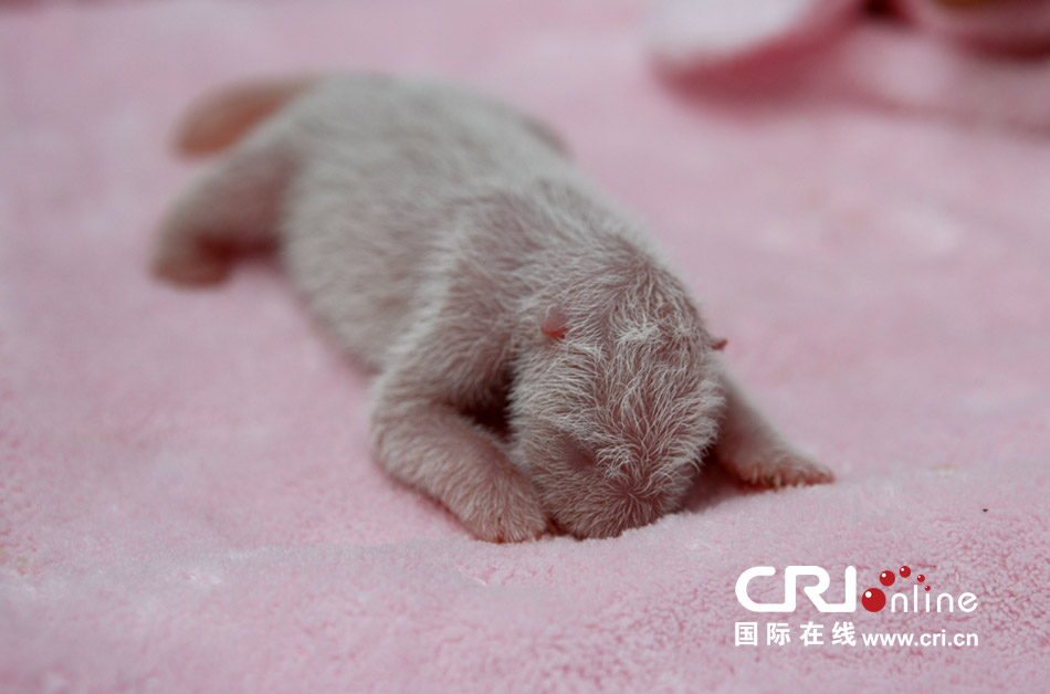 2013年7月11日，成都大熊貓繁育研究基地月亮產(chǎn)房，新生大熊貓寶寶在育嬰箱里憨態(tài)可掬。