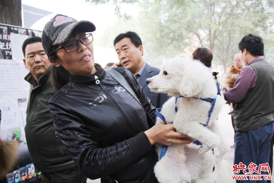 一只貴賓犬在賣(mài)萌。