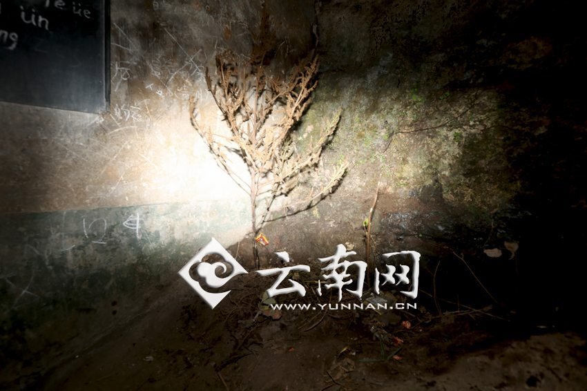 　教室里沒有燈，光線太暗，村民便種下了野蘇麻，希望教室有綠色，讓孩子們看到“希望”。 徐弘毅 攝