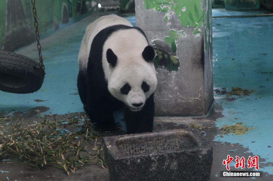 3月17日，河南鄭州動(dòng)物園內(nèi)的大熊貓“龍昇”。