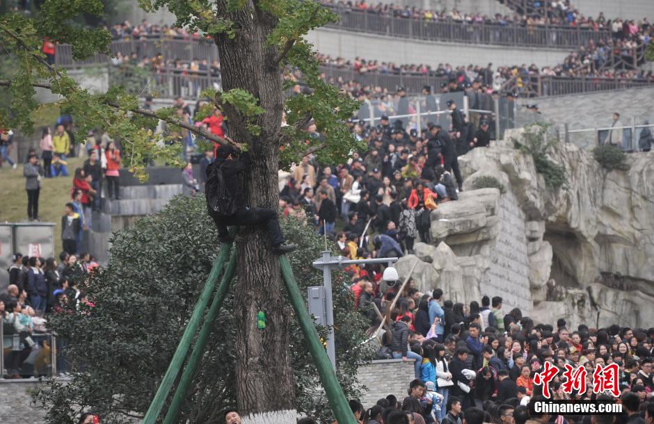 重慶一市民為占據有利位置，爬上銀杏樹觀看自己喜歡的明星。