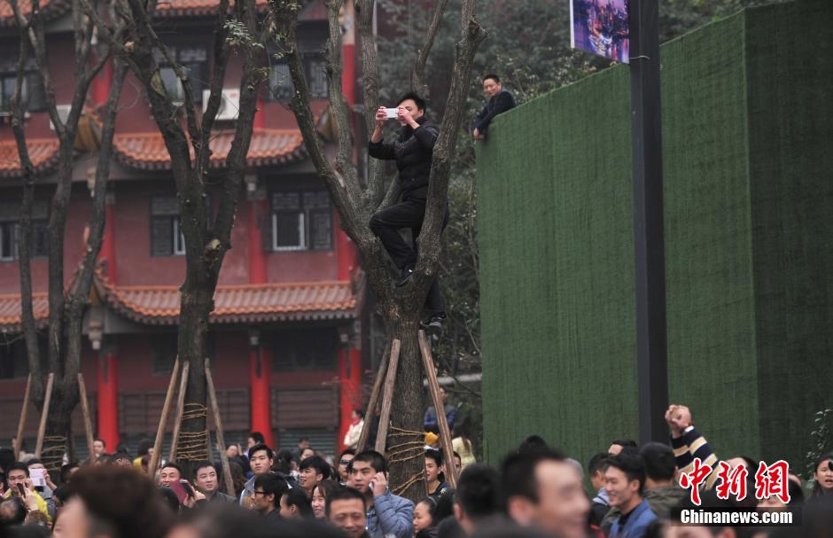 重慶一市民為占據有利位置，爬上銀杏樹觀看自己喜歡的明星。