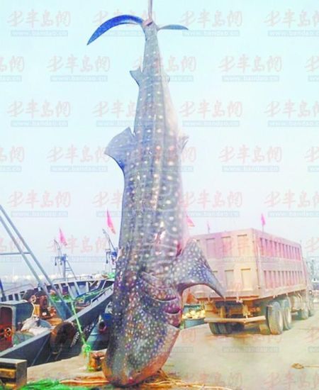 9月8日，日照漁民捕獲的重達(dá)10余噸的鯨鯊。(照片來自大眾網(wǎng))