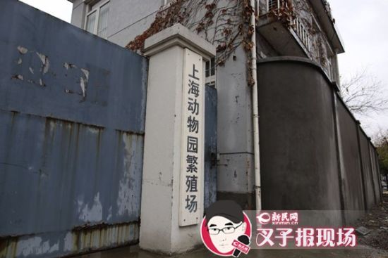 圖說：新民網記者趕到時，上海動物園繁殖場大門緊閉。新民網 記者 蕭君瑋 攝