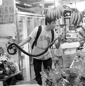 捕蛇專(zhuān)家張亮抓住眼鏡王蛇。信息時(shí)報(bào)記者 康健 翻拍