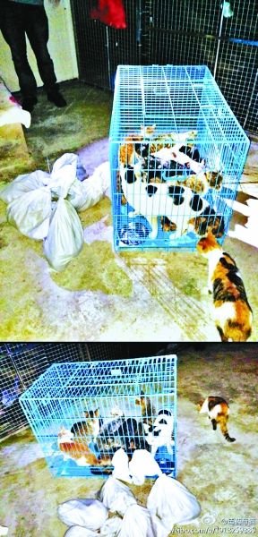 志愿者將放生的貓抓捕回來，這些貓等待領養