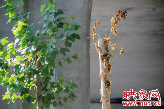 鄭州京沙快速路多數法桐干枯致死