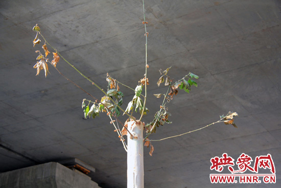 鄭州京沙快速路多數法桐干枯致死