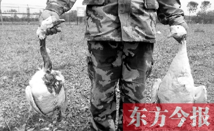 濟(jì)源一山間農(nóng)場(chǎng)遭襲，死傷200多只大鵝