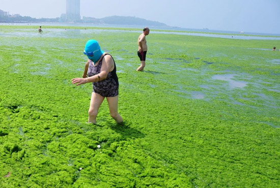 2013年7月3日，山東青島青島高溫來襲，“青島大媽”不懼滸苔，戴著“強盜面具”出現在海水浴場消暑降