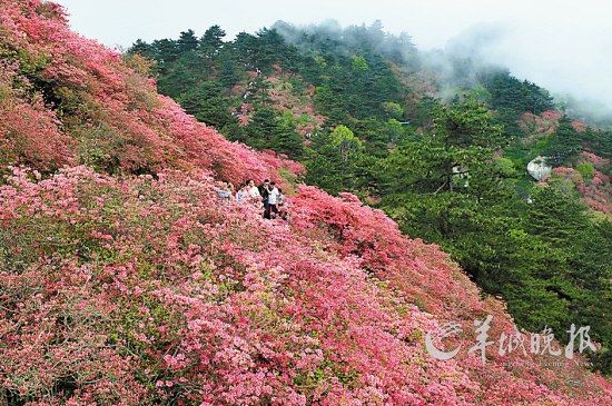 　　湖北麻城龜峰山10萬(wàn)畝連片野生杜鵑。