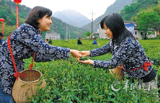 　　名茶六安瓜片原產(chǎn)地,游客身穿采茶女服裝在茶園體驗(yàn)采摘新茶的樂趣。