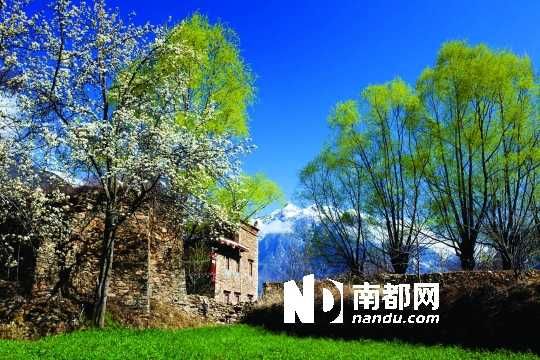 　　三月里,川西北的梨花盛放,寨子、碉樓、梨花……構(gòu)成最美的丹巴風(fēng)光。