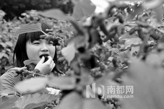 　　　　寶桑園桑葚已成熟,“五一”假期前都是吃桑葚的季節(jié)。南都記者 李向新 攝