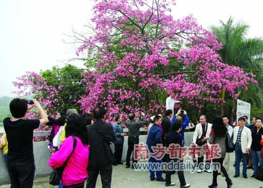 “反季節櫻花”綻放農博會 冬季也有櫻花可賞