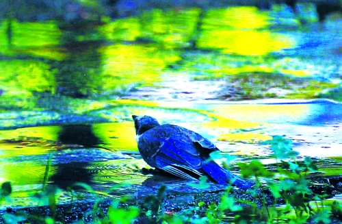 昨天，離三伏結束還有5天，鄭州、洛陽拉響“紅色警報”