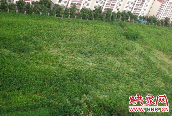 據映象網網友趙冠召反映，8月7日下午鄭州高新技術開發區突降暴雨冰雹，致使附近農田近三分之一玉米倒伏