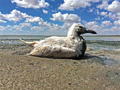 死去的鳥(niǎo)兒達(dá)到200多只，還有鳥(niǎo)兒在湖邊淤泥中掙扎著。