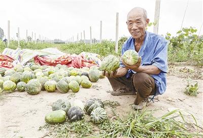 種的是“三白瓜”，長出來的瓜非常雜，其中最多的是本地甜面瓜，俗稱“一窩猴”