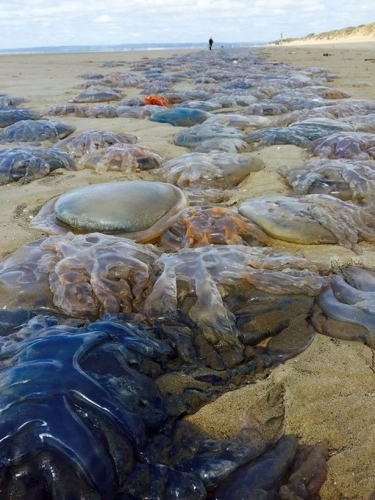 英國西南海岸現大量巨型水母