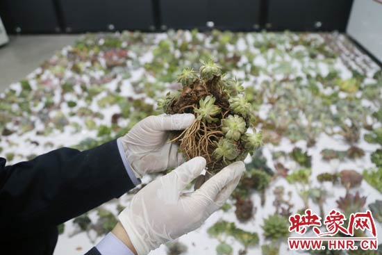 這些被截獲的多肉植物郵件面單上的品名大多申報為“禮物”、“衣服”等，屬于瞞報行為。