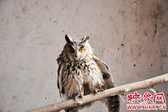 據(jù)了解，長耳鸮屬于夜行動物，是一種益鳥，主要捕食鼠類。
