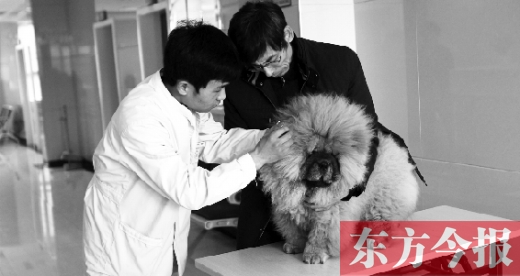 在一家大型寵物醫院里，生病的狗狗正在接受治療