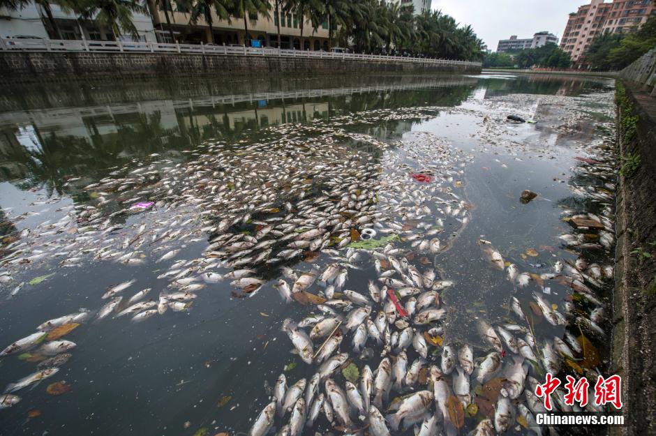海口美舍河現(xiàn)大面積死魚(yú) 河面蔓延超一公里長(zhǎng)