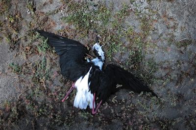 死去的鳥兒達到200多只，還有鳥兒在湖邊淤泥中掙扎著。