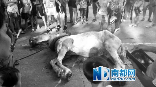 死馬拉的車。 游客圍觀死馬。游客供圖