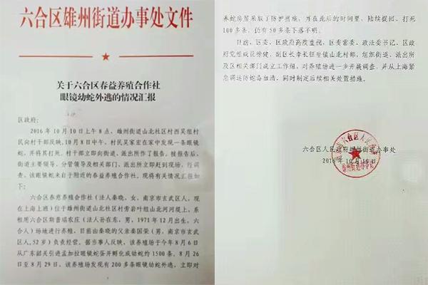 交匯點10月10日消息， 10日晚上，一則消息在南京人的朋友圈和微信群里瘋傳，網(wǎng)傳消息稱：六合雄州街道山北村一個農(nóng)莊私自養(yǎng)眼鏡蛇，幾天前突然跑出來了，估計二三百條。交匯點記者向六合區(qū)委宣傳部相關(guān)人士求證，證實了此事確實發(fā)生。
