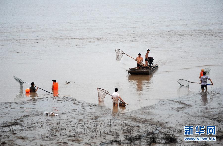 7月6日,在山西省平陸縣黃河河道內(nèi),人們在捕撈黃河“流魚”。