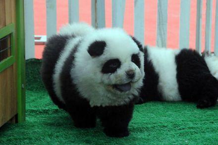 意大利馬戲團(tuán)將松獅犬染成熊貓賺錢(qián)