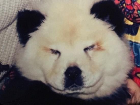 意大利馬戲團(tuán)將松獅犬染成熊貓賺錢(qián)