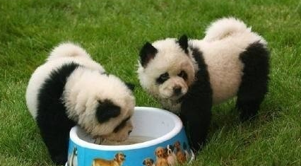 意大利馬戲團(tuán)將松獅犬染成熊貓賺錢(qián)