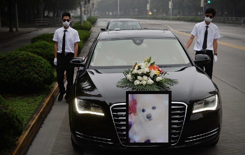 著寵物狗靈柩的車隊(duì)緩緩開往悼念室。