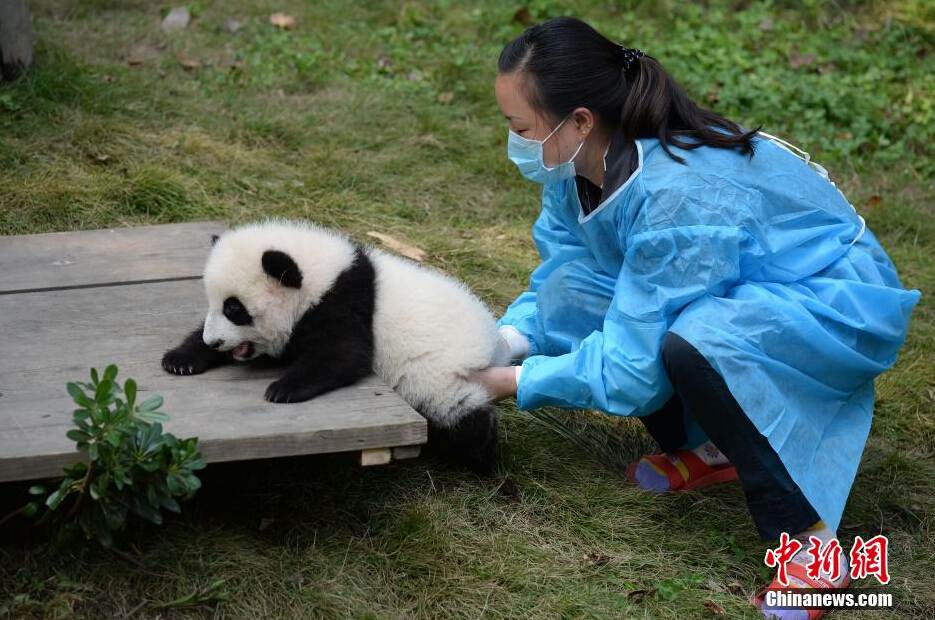 一名飼養(yǎng)員正幫助一只小大熊貓練習(xí)攀爬。