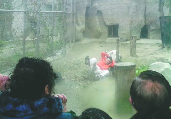 昨日，成都動(dòng)物園，男子進(jìn)入白虎活動(dòng)區(qū)后被白虎拖行。動(dòng)物園出動(dòng)50多人成功營(yíng)救下他