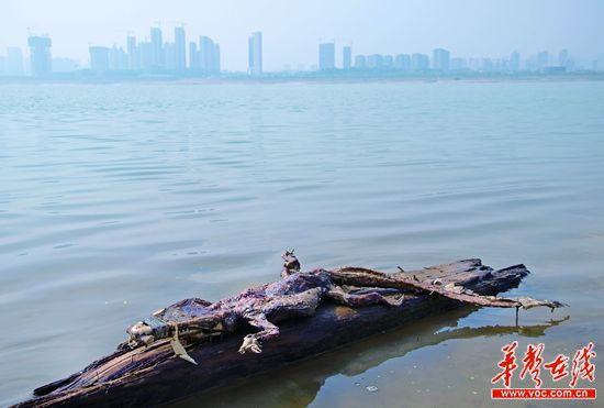 23日上午，瀏陽河與湘江交匯的地方發現了一條鱷魚的尸骸。