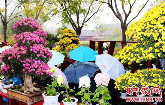 天好、花美 中國(guó)開(kāi)封第32屆菊花文化節(jié)延長(zhǎng)一周