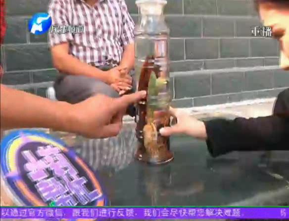 神奇！泡酒人參發(fā)芽長樹葉