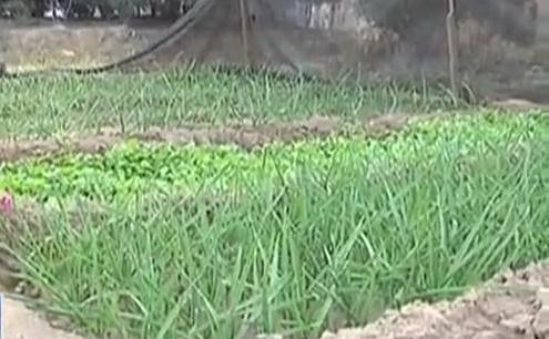 生態廊道變菜園 誰干的？