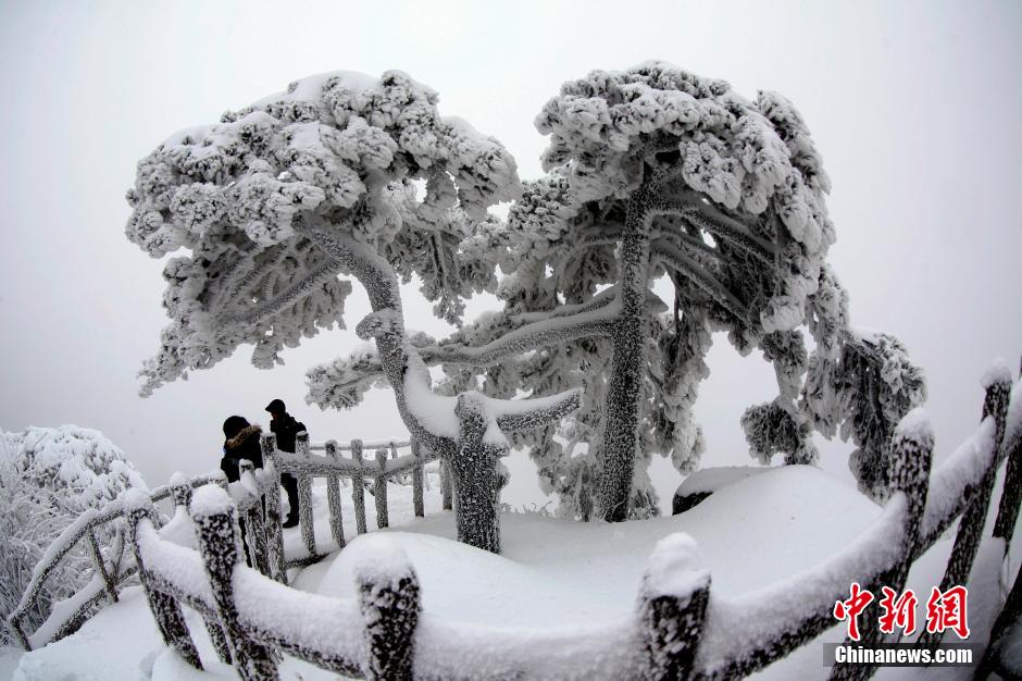 12月18日，雪后的安徽黃山風(fēng)景區(qū)出現(xiàn)了大面積雪凇美景，銀裝素裹，玉樹(shù)瓊枝，游人置身其間，如醉如癡。