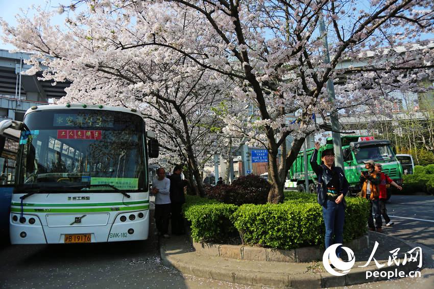 上海“最美公交車站”爆紅 成熱門賞櫻地 上海“最美公交車站”爆紅 成熱門賞櫻地